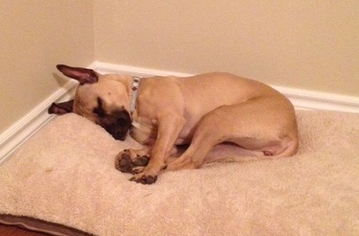 Ella puppy