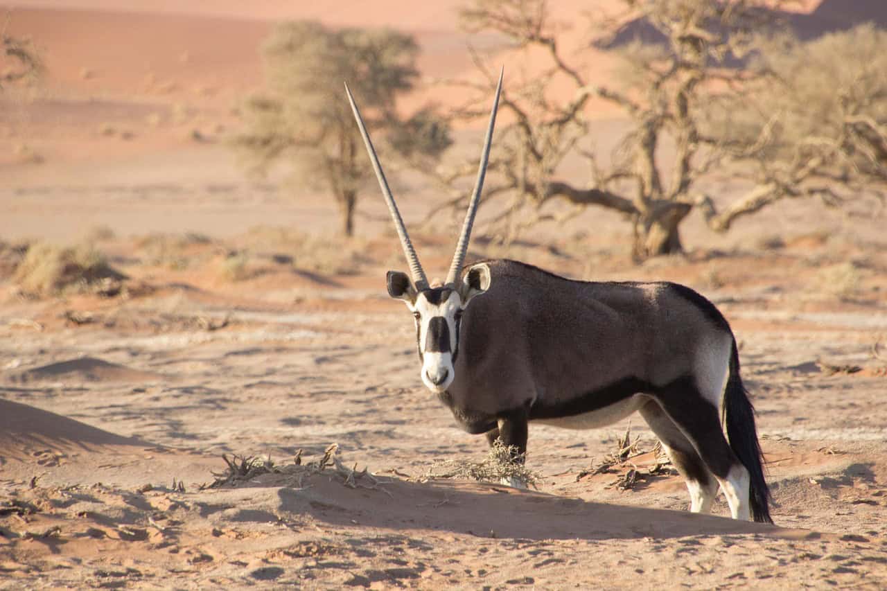 Namibia Africa