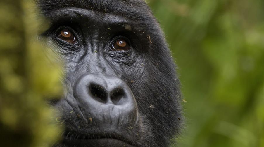 Africa_Rwanda_Gorilla